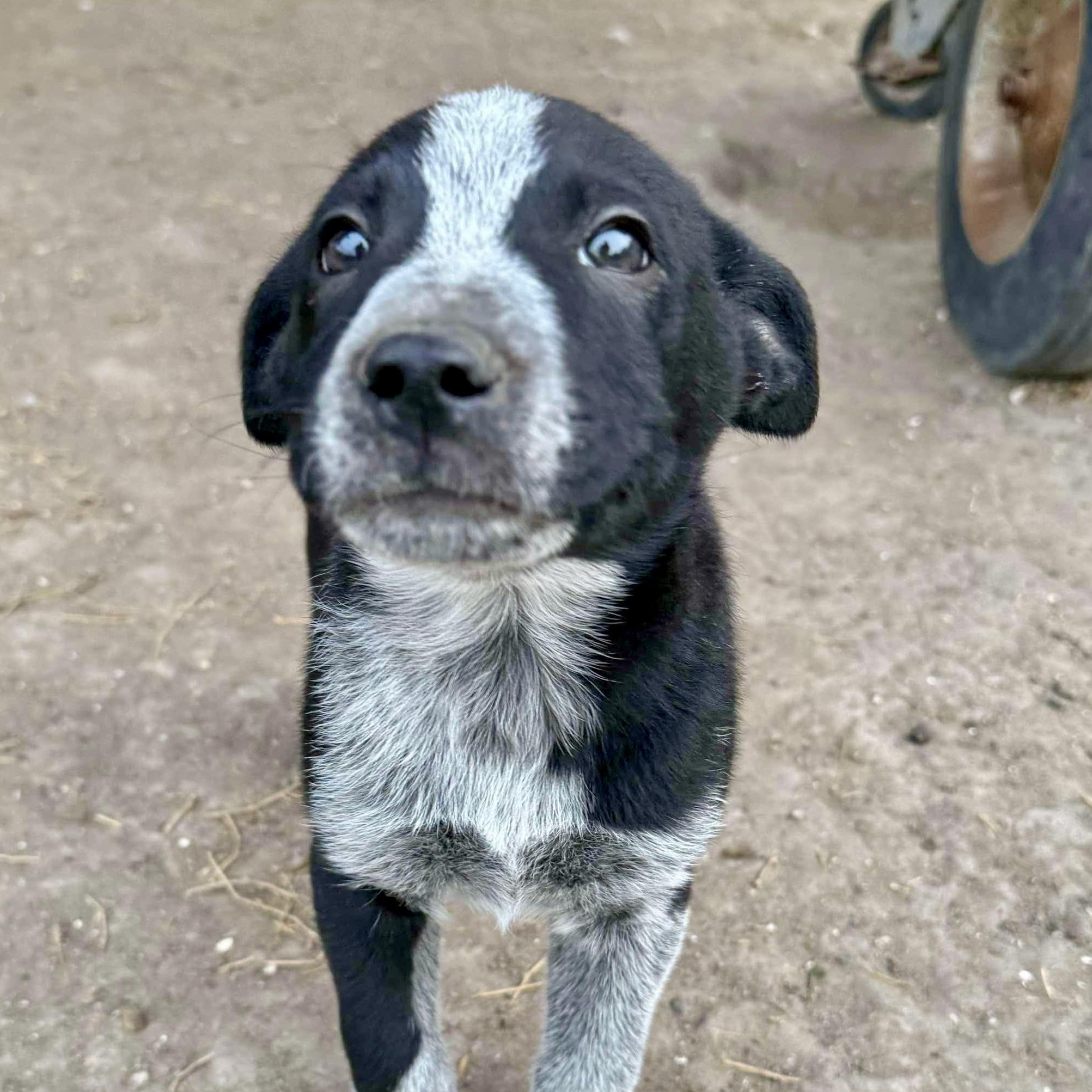 Heart, an adoptable Cattle Dog, Australian Cattle Dog / Blue Heeler in Green River, UT, 84525 | Photo Image 5
