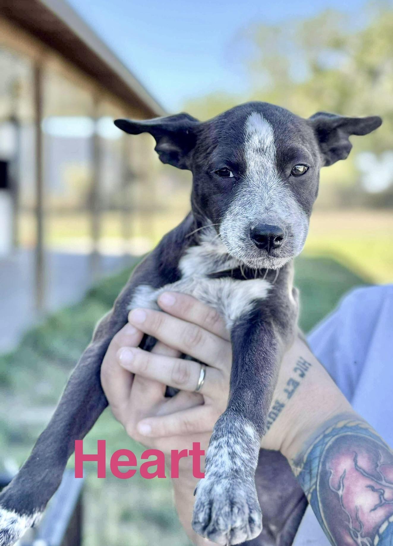 Heart, an adoptable Cattle Dog, Australian Cattle Dog / Blue Heeler in Green River, UT, 84525 | Photo Image 3