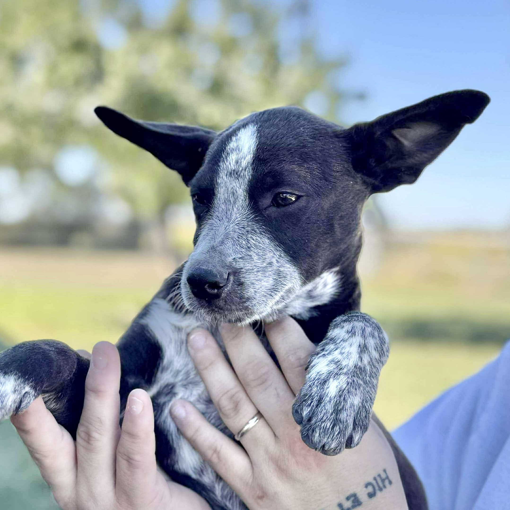 Heart, an adoptable Cattle Dog, Australian Cattle Dog / Blue Heeler in Green River, UT, 84525 | Photo Image 4