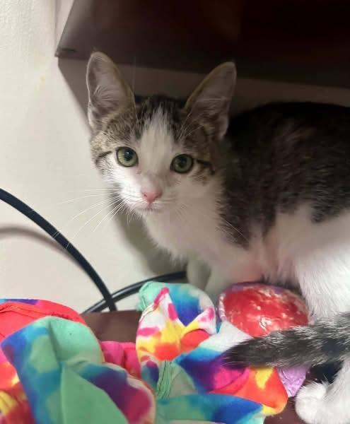 Patches, Adoptable, Young Female Domestic Medium Hair.