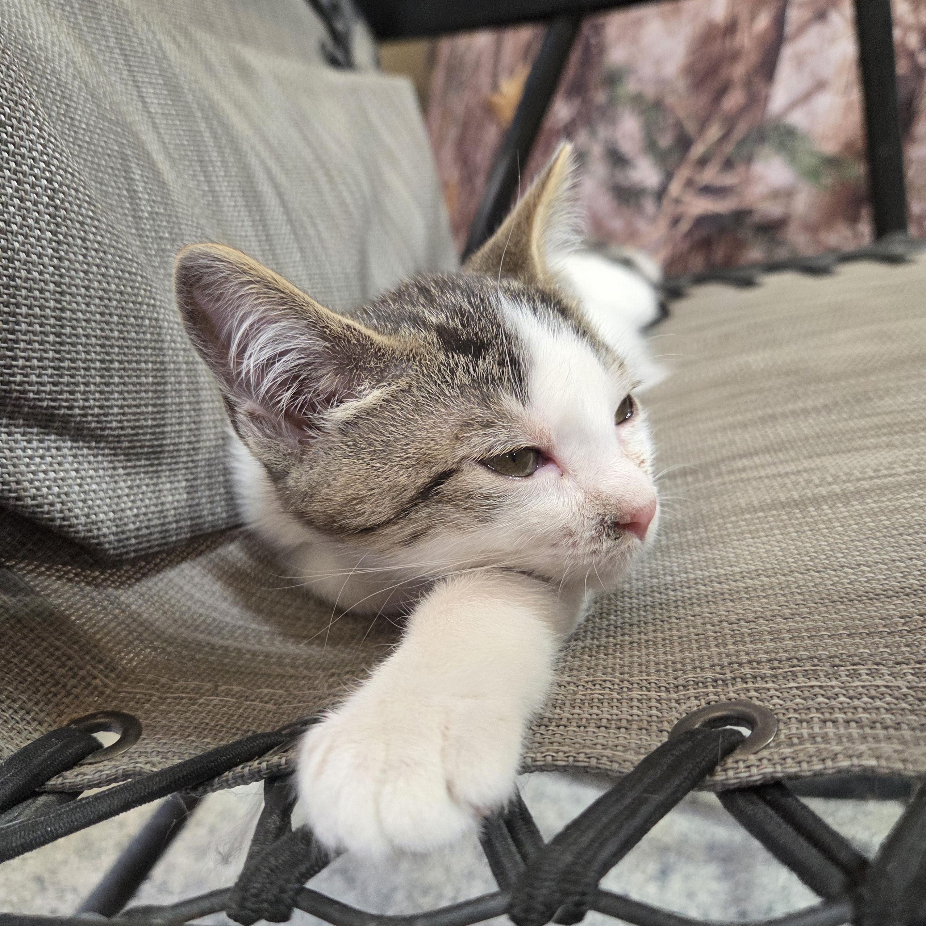 Enlarge Patches, a Adoptable Domestic Medium Hair in Columbia, MO image 2/3
