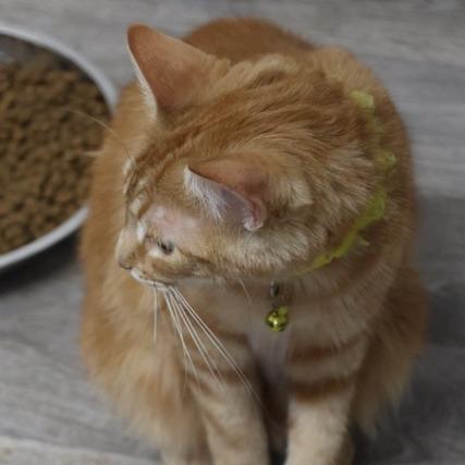 Brian, Adoptable, Adult Male Domestic Short Hair.