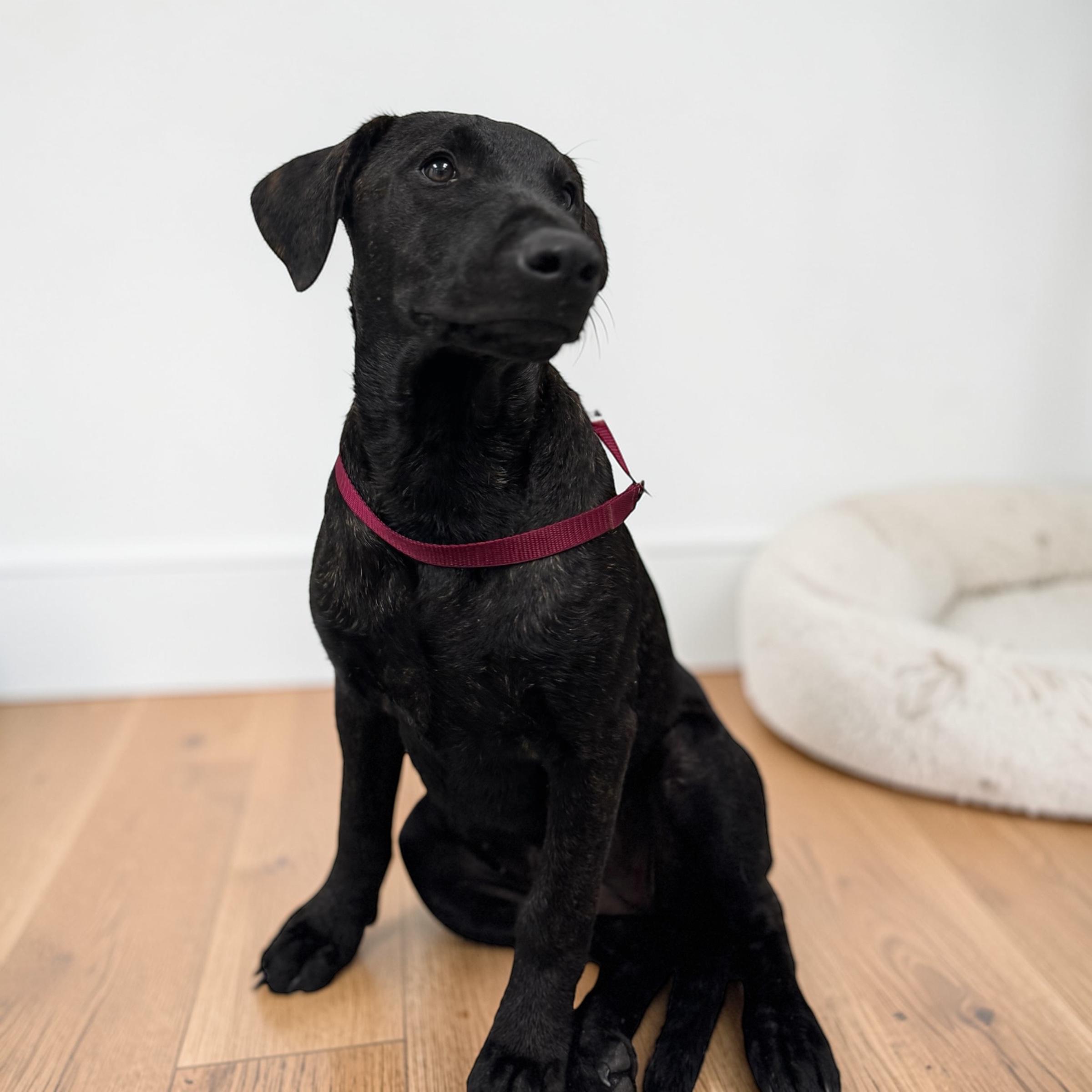 Enlarge Millie, a ADOPTABLE mixed breed in Williston, VT image 4/5