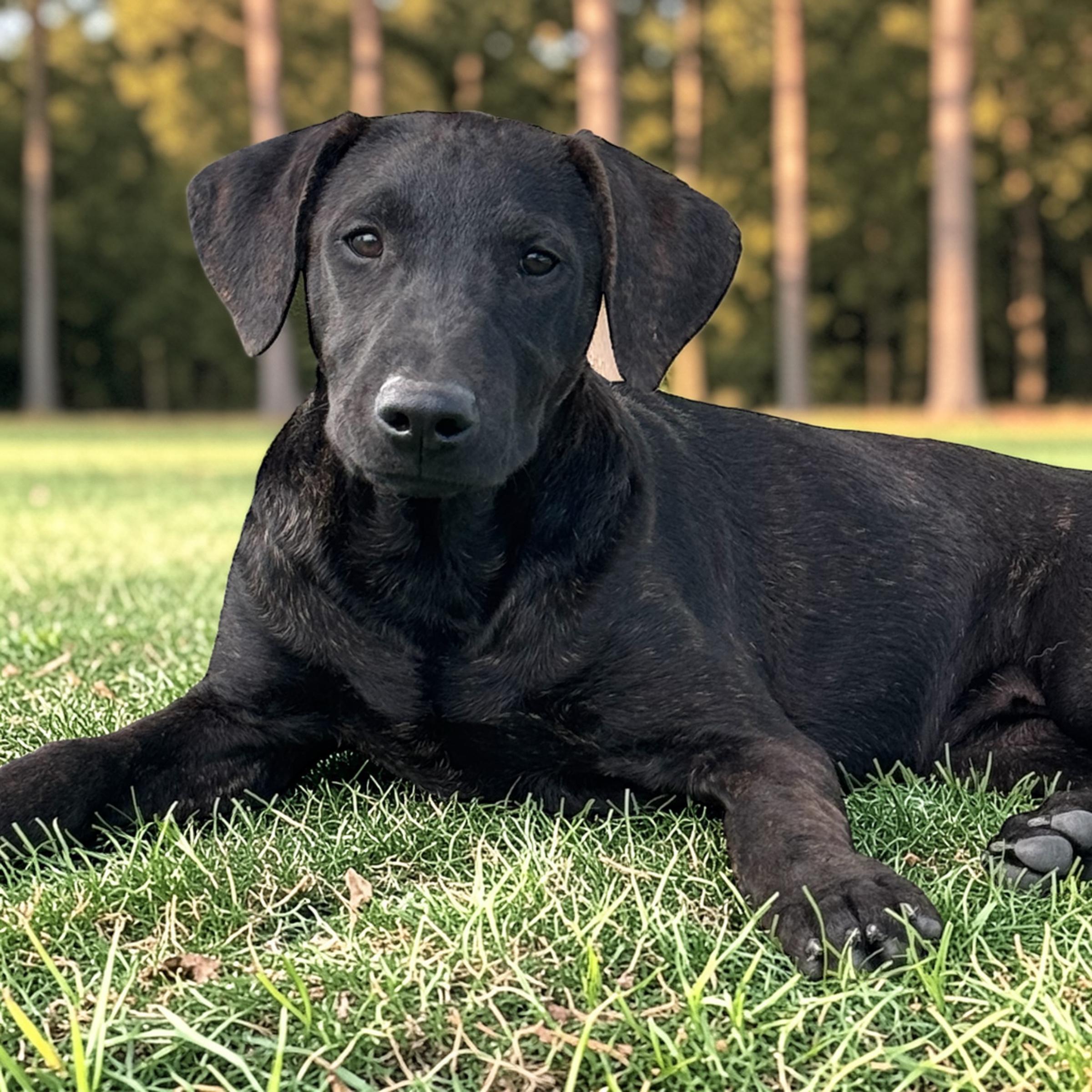 Millie, ADOPTABLE, Puppy Female Labrador Retriever.
