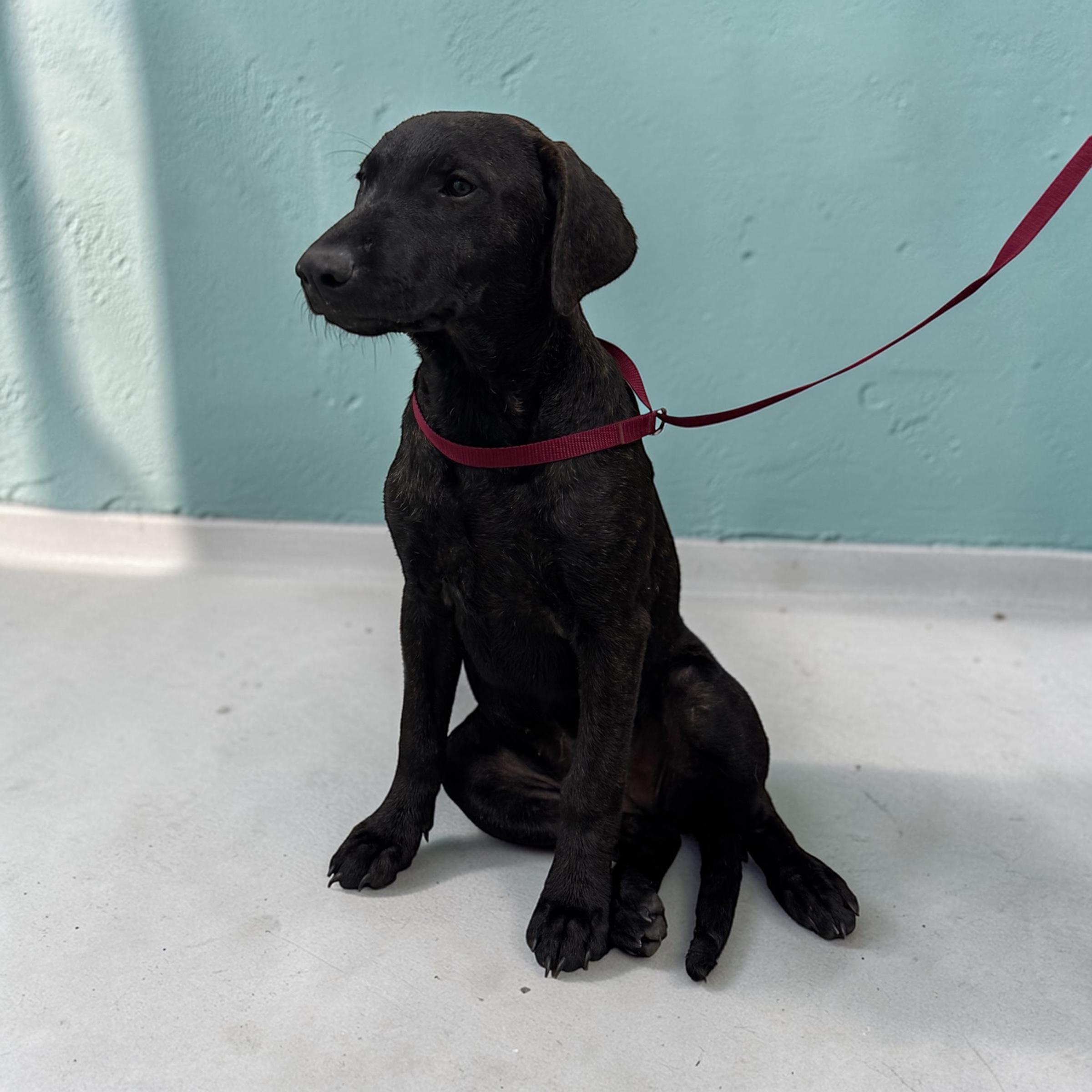 Enlarge Millie, a ADOPTABLE mixed breed in Williston, VT image 5/5