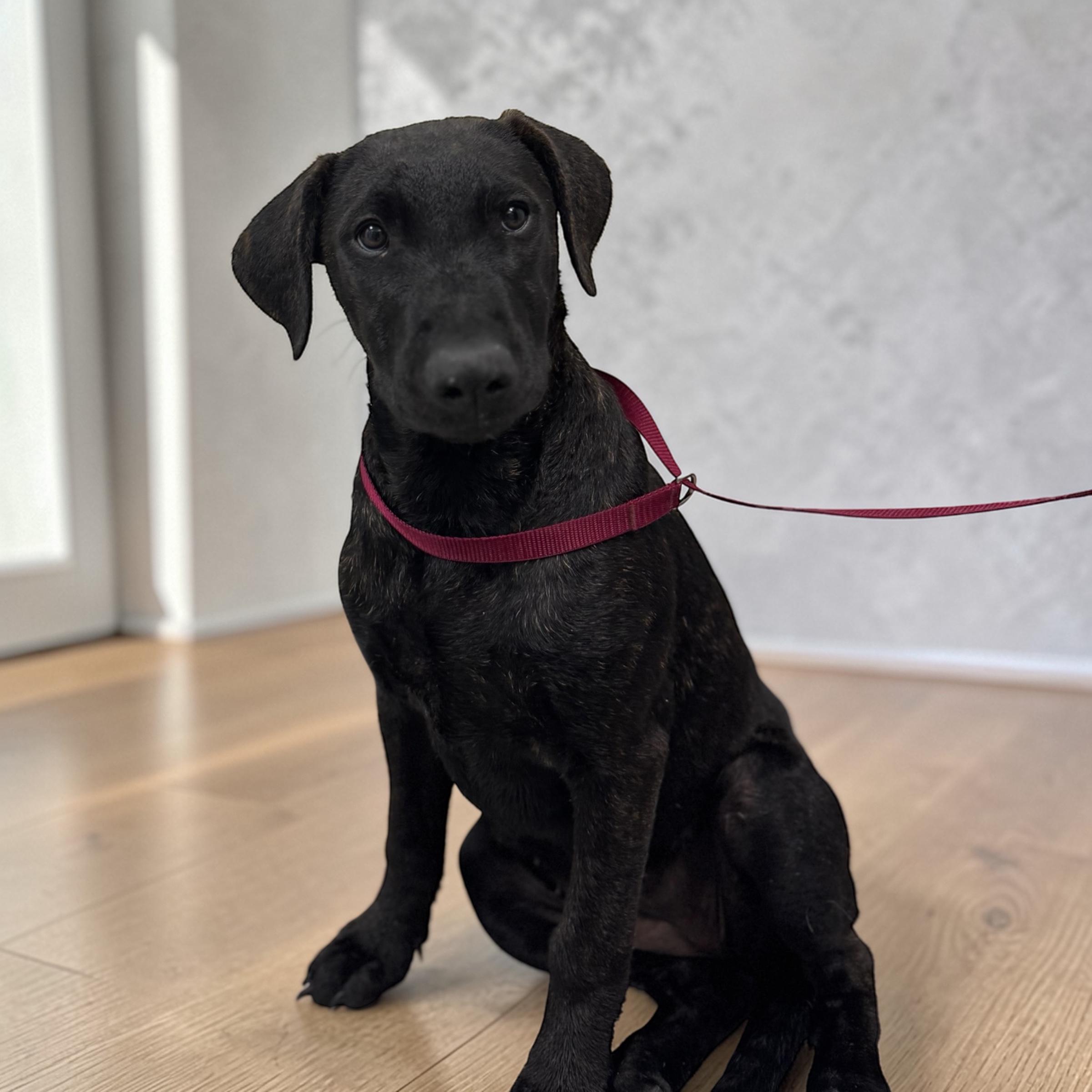 Enlarge Millie, a ADOPTABLE mixed breed in Williston, VT image 2/5