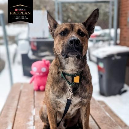 Maple, Adoptable, Young Male Mixed Breed & Mixed Breed.