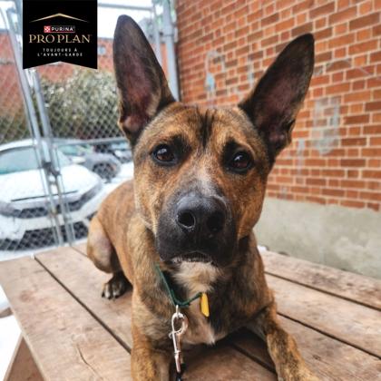 Enlarge Maple, a Adoptable mixed breed in Montreal, QC image 2/3