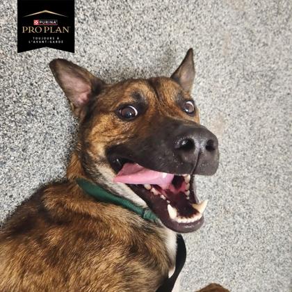 Enlarge Maple, a Adoptable mixed breed in Montreal, QC image 3/3