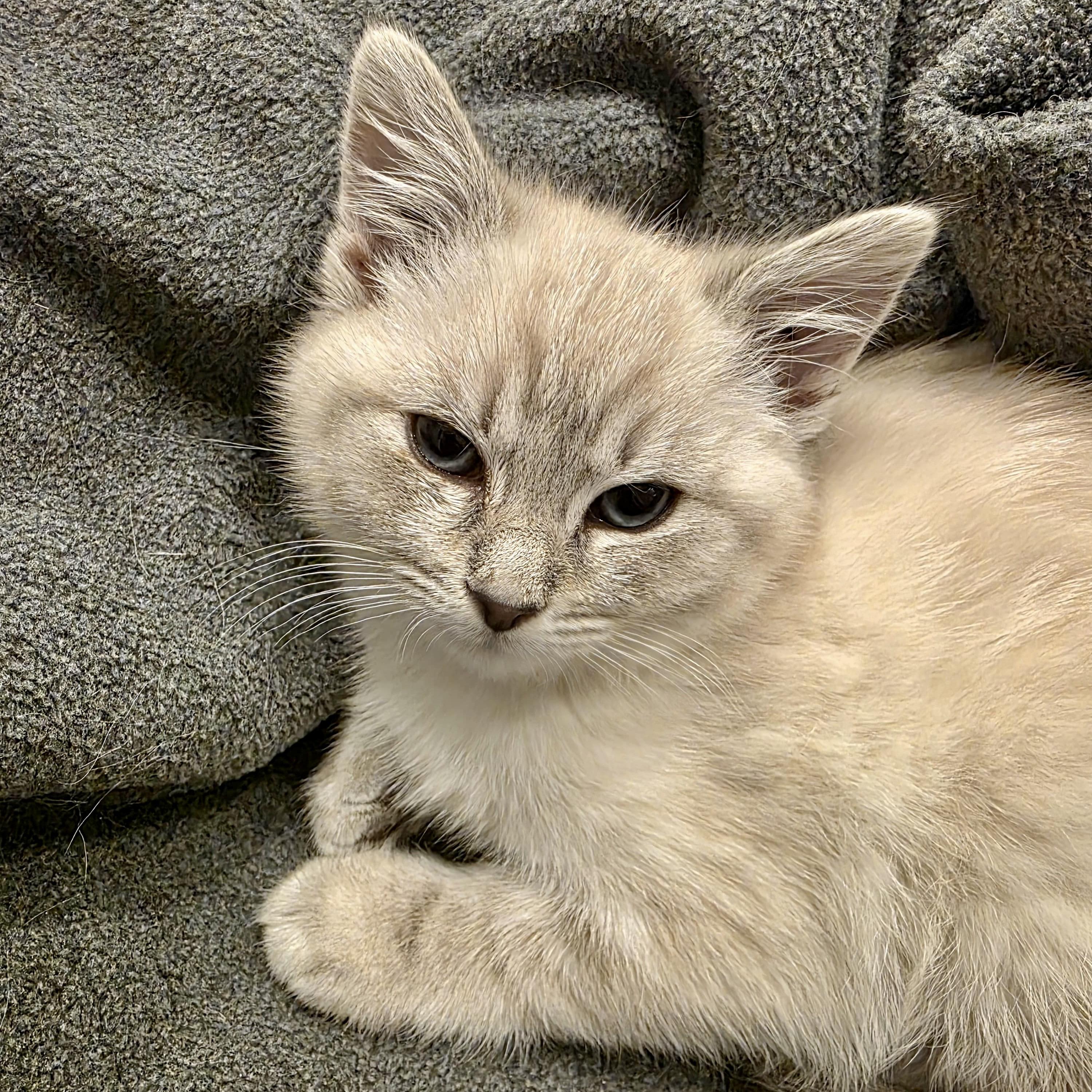 Enlarge Lake Effect, a ADOPTABLE Domestic Short Hair in Alexandria, VA image 4/5