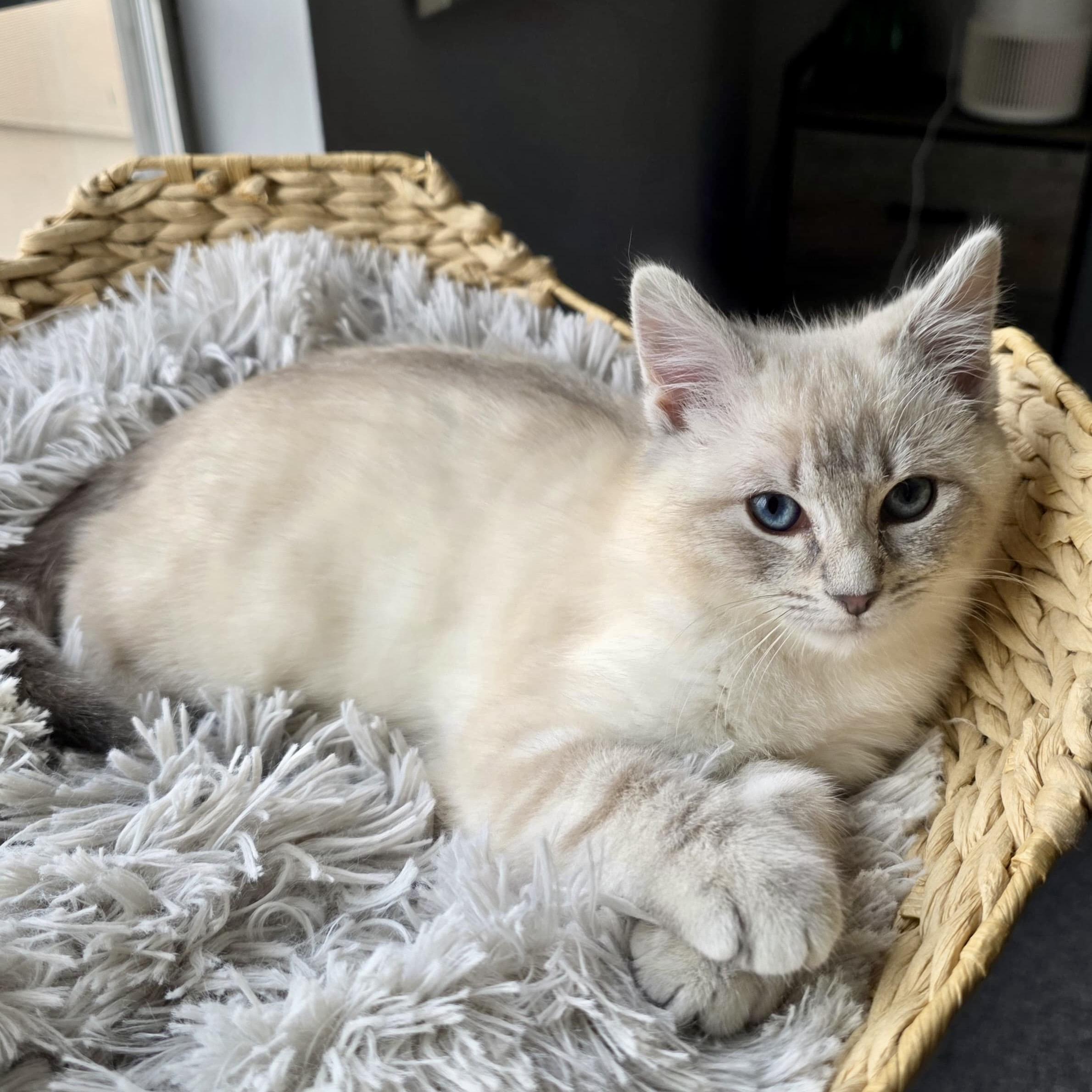 Enlarge Lake Effect, a ADOPTABLE Domestic Short Hair in Alexandria, VA image 1/5