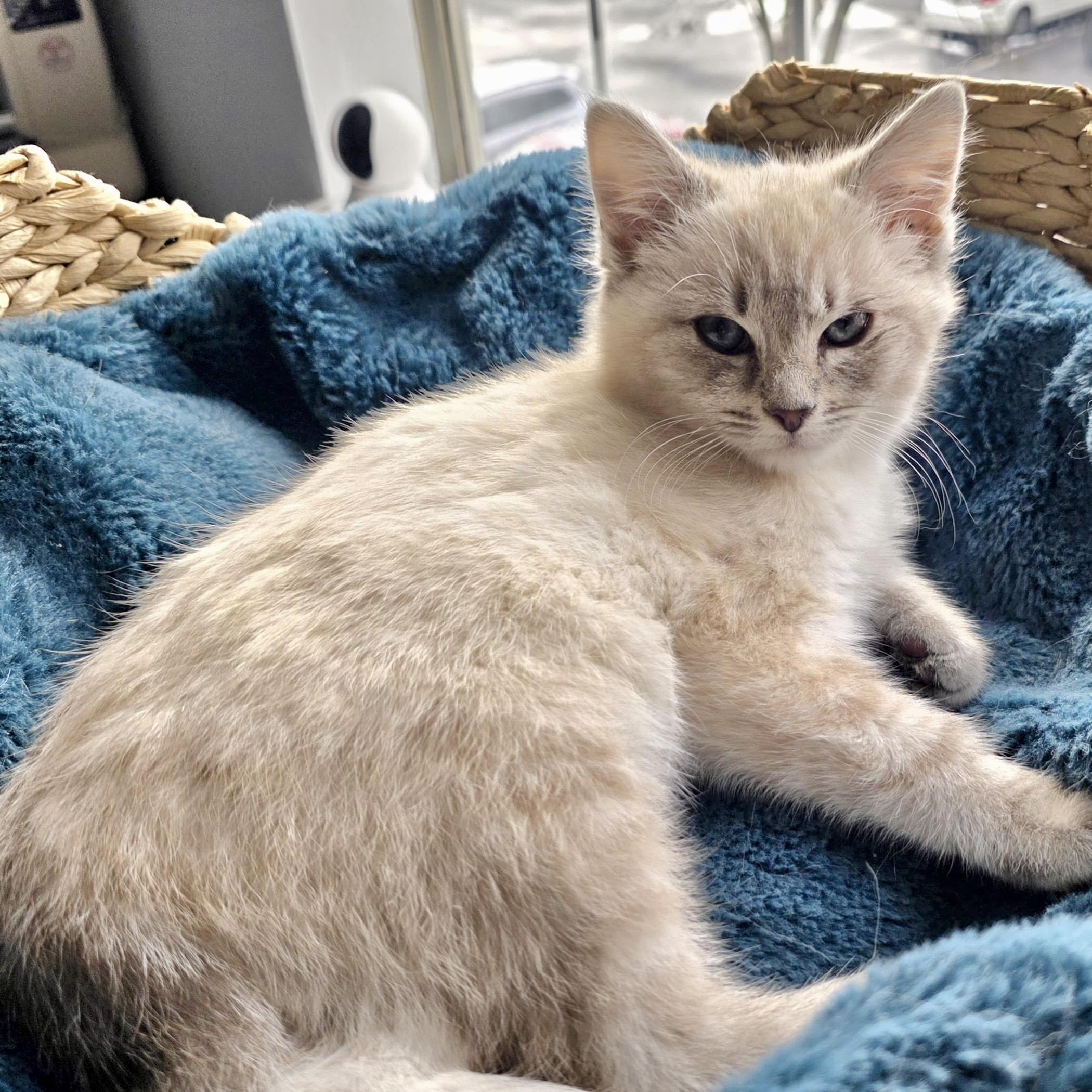 Enlarge Lake Effect, a ADOPTABLE Domestic Short Hair in Alexandria, VA image 3/5