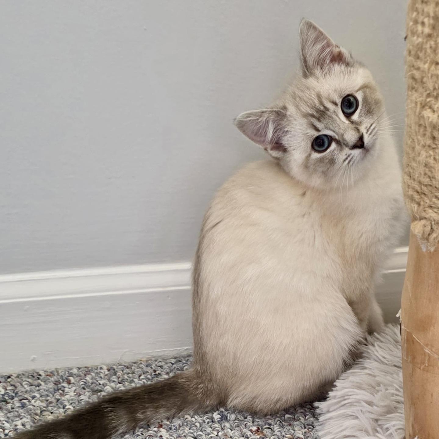 Enlarge Lake Effect, a ADOPTABLE Domestic Short Hair in Alexandria, VA image 2/5