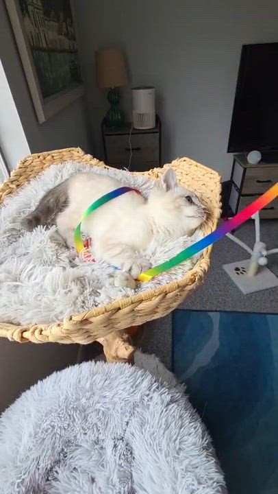 Enlarge Lake Effect, a ADOPTABLE Domestic Short Hair in Alexandria, VA video 5/5