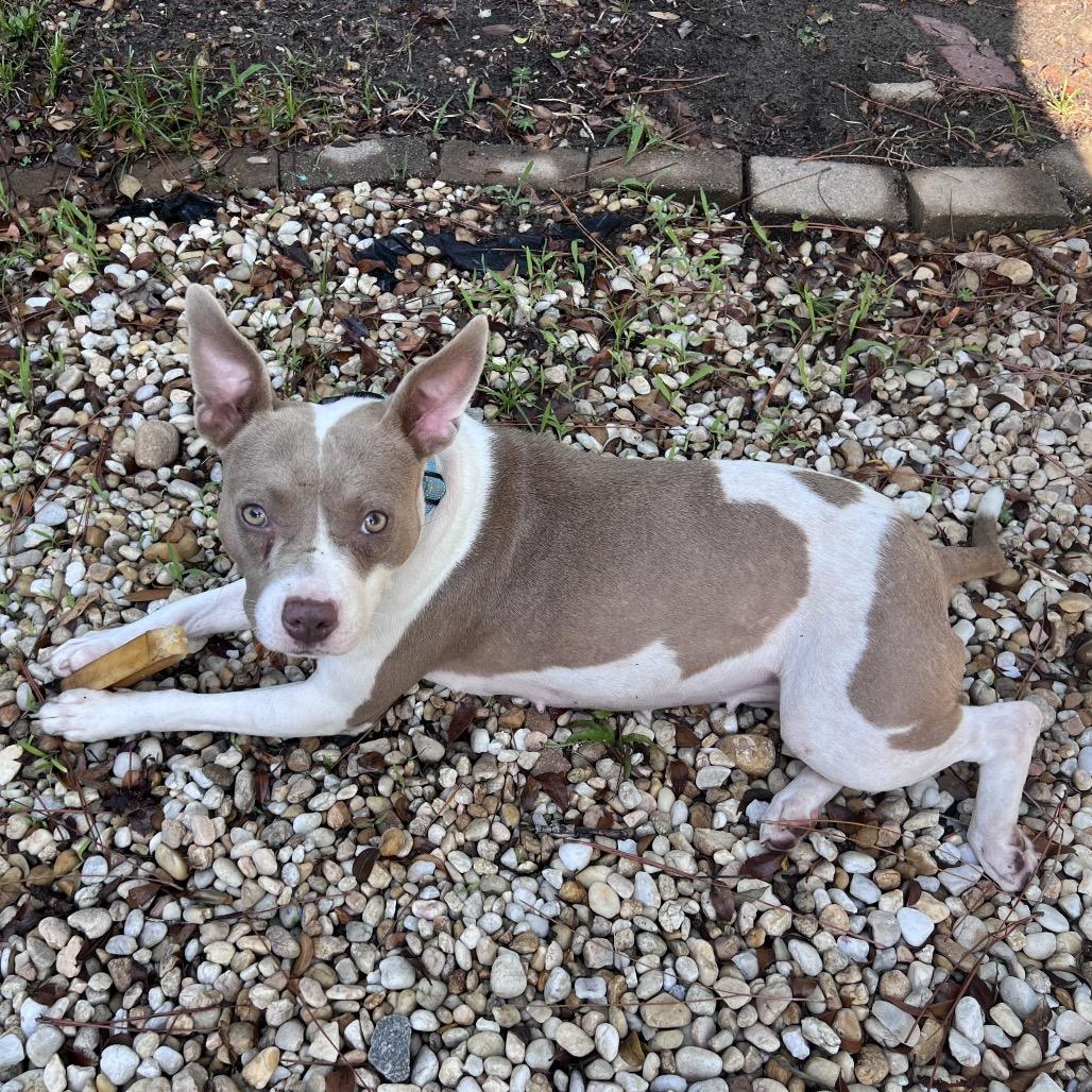 Hazelnut, Adoptable, Adult Female Mixed Breed.