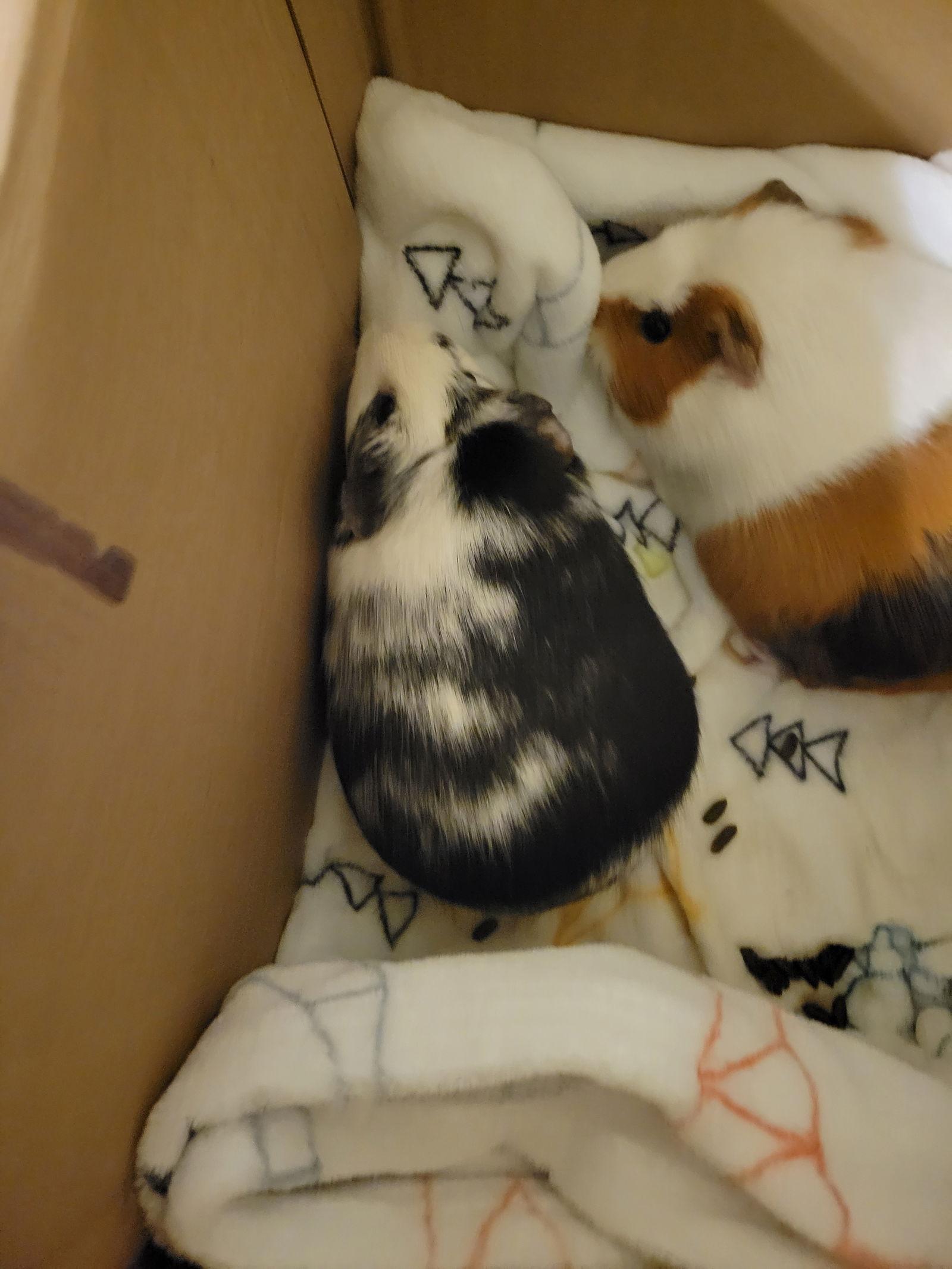 Millie Kate, Adoptable, Young Female Guinea Pig.