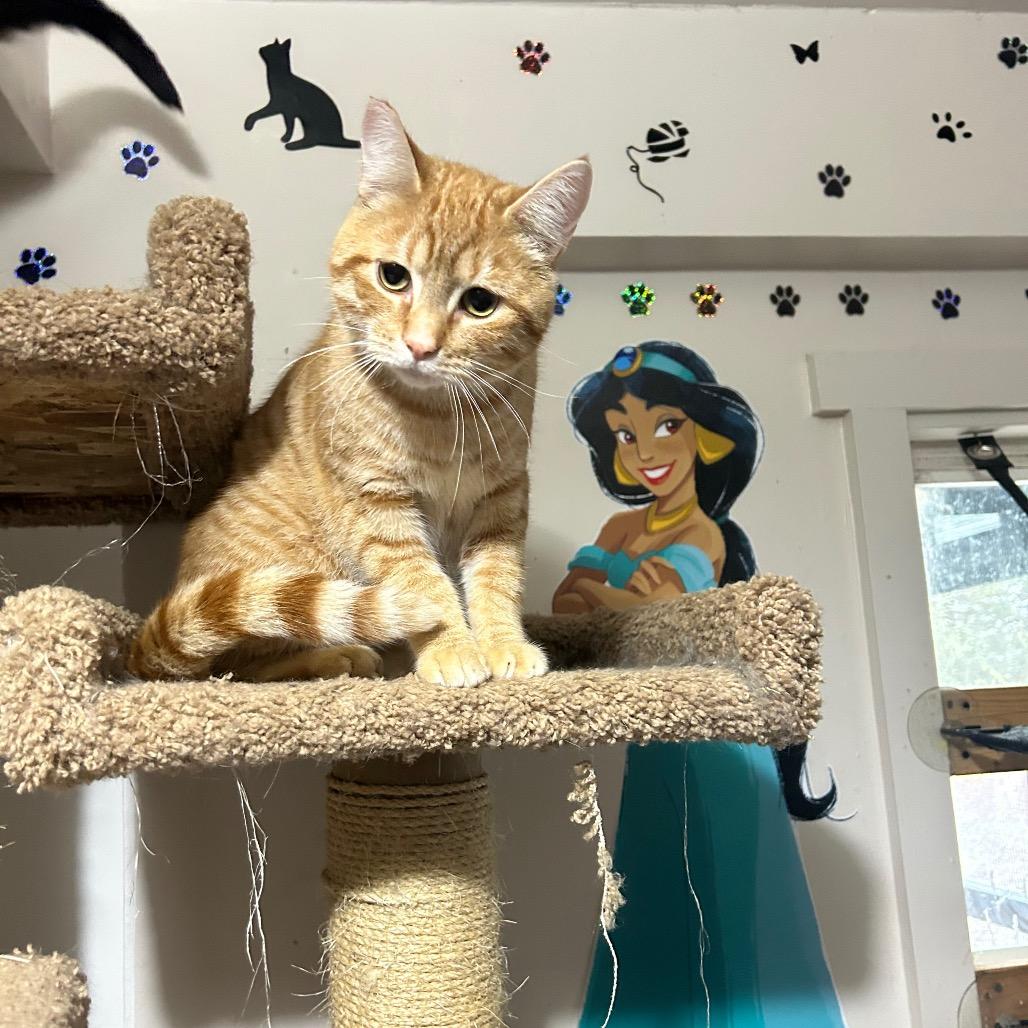 Tango, an adoptable Domestic Short Hair in Veneta, OR, 97487 | Photo Image 1