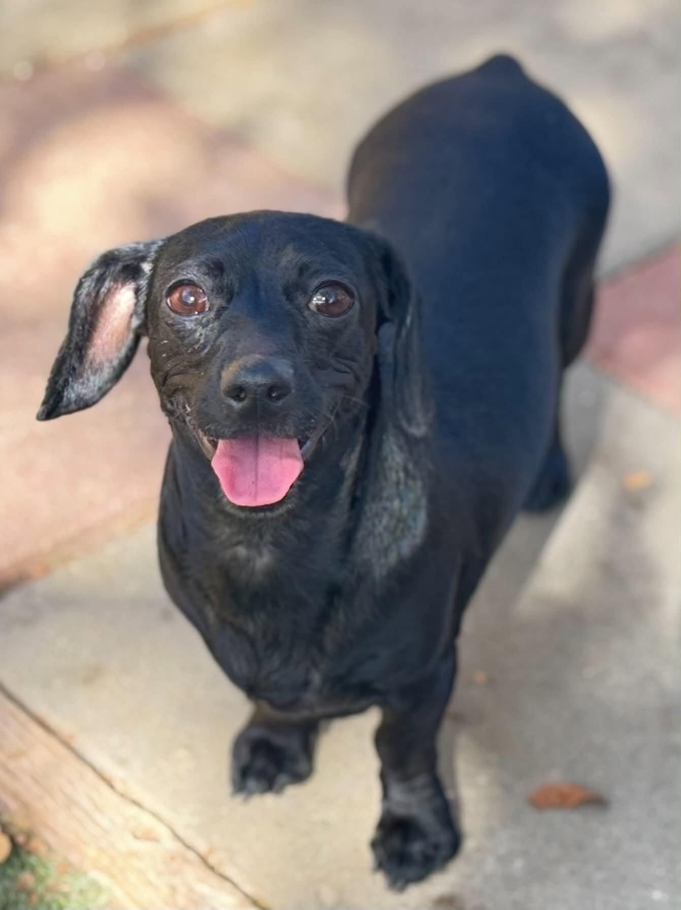 Raven, Adopted, Young Female Dachshund & Chihuahua.