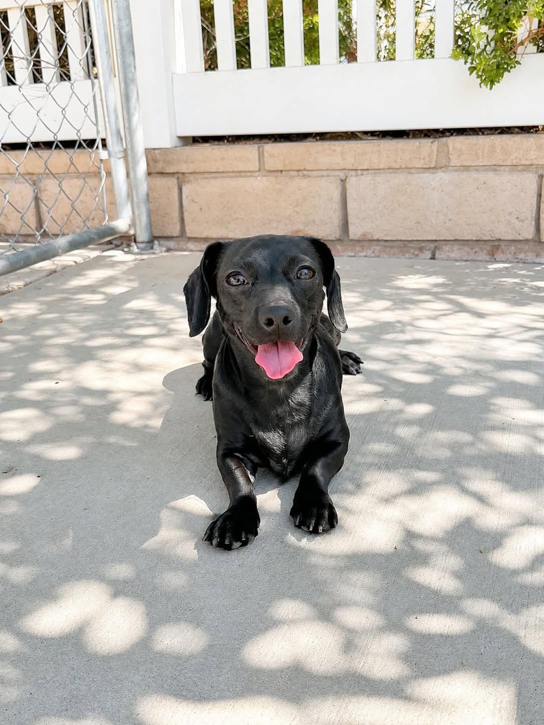 Enlarge Raven, a Adopted mixed breed in La Verne, CA image 2/3