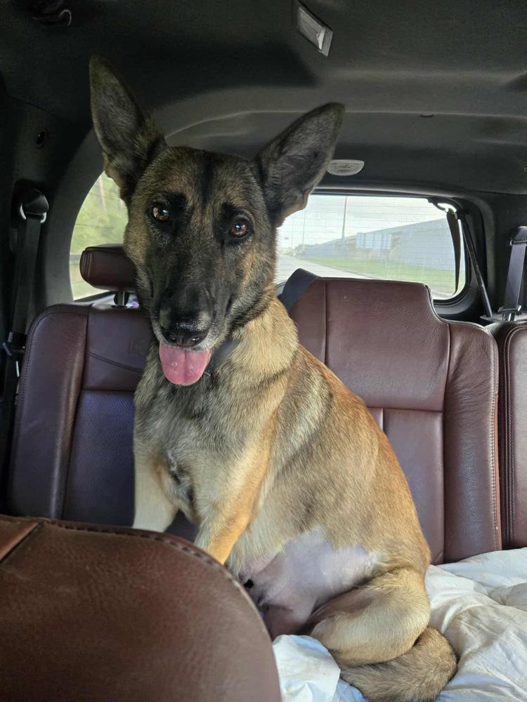 Kaela, Adoptable, Adult Female German Shepherd Dog.