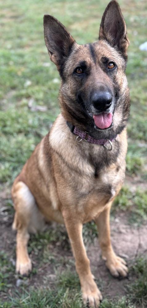 Enlarge Kaela, a Adoptable German Shepherd Dog in Brookshire, TX image 2/5