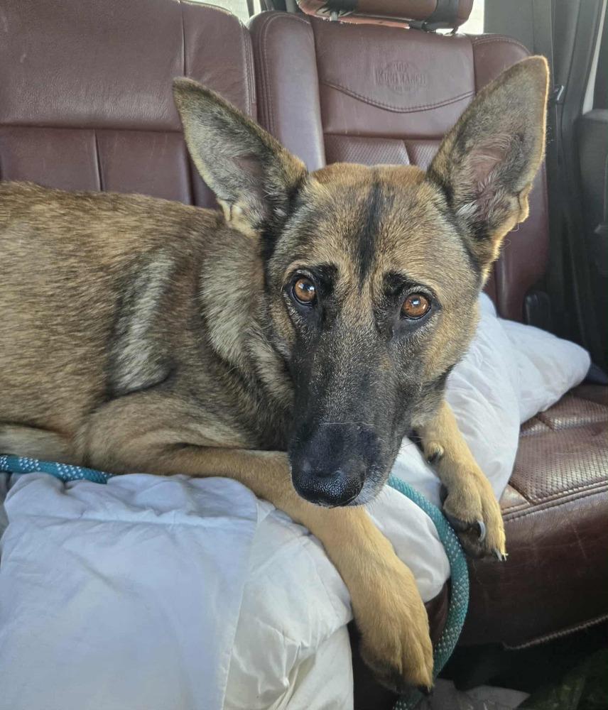 Enlarge Kaela, a Adoptable German Shepherd Dog in Brookshire, TX image 3/5