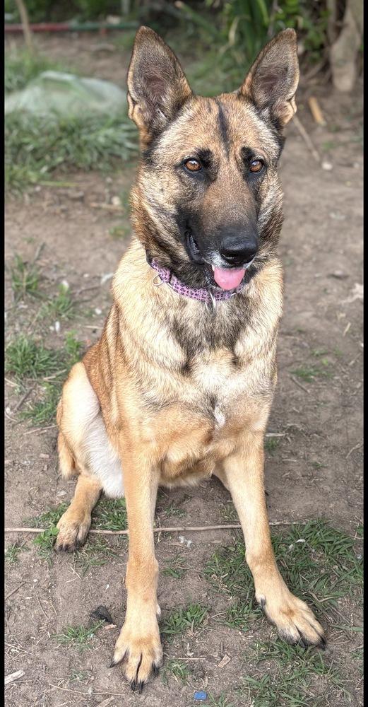 Enlarge Kaela, a Adoptable German Shepherd Dog in Brookshire, TX image 4/5