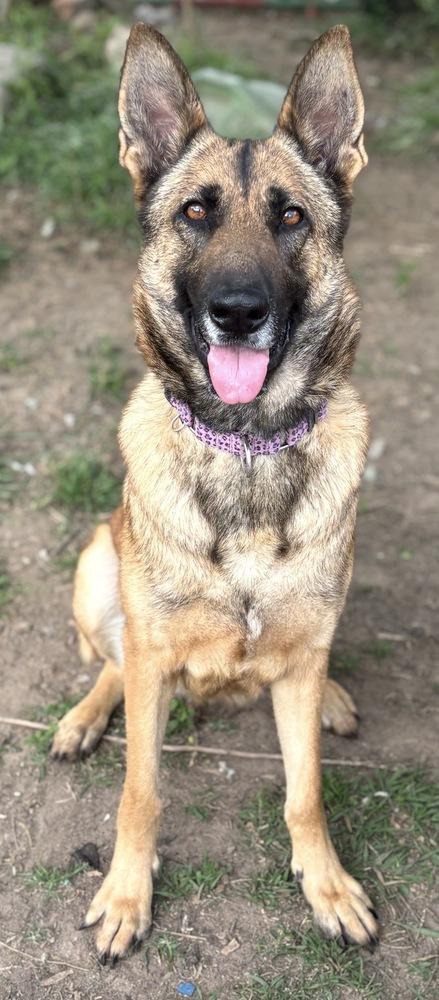 Enlarge Kaela, a Adoptable German Shepherd Dog in Brookshire, TX image 5/5