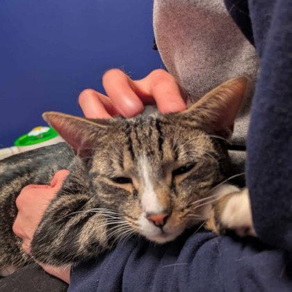 Butter Pecan Clarkson, Adoptable, Adult Female Domestic Short Hair & Domestic Short Hair.