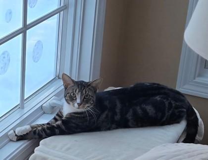 Enlarge Butter Pecan Clarkson, a Adoptable mixed breed in Hudson, MA image 2/3