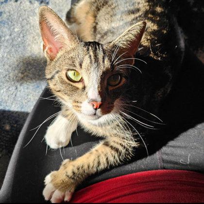 Enlarge Butter Pecan Clarkson, a Adoptable mixed breed in Hudson, MA image 2/3