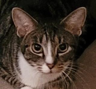 Enlarge Butter Pecan Clarkson, a Adoptable mixed breed in Hudson, MA image 3/3