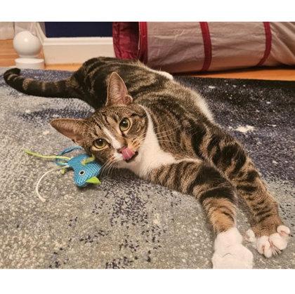 Enlarge Butter Pecan Clarkson, a Adoptable mixed breed in Hudson, MA image 3/3