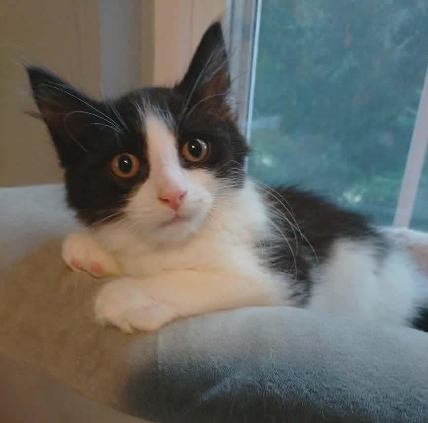 Enlarge Troli (Lizzie3 Litter), a Adoptable mixed breed in Baltimore, MD image 3/5