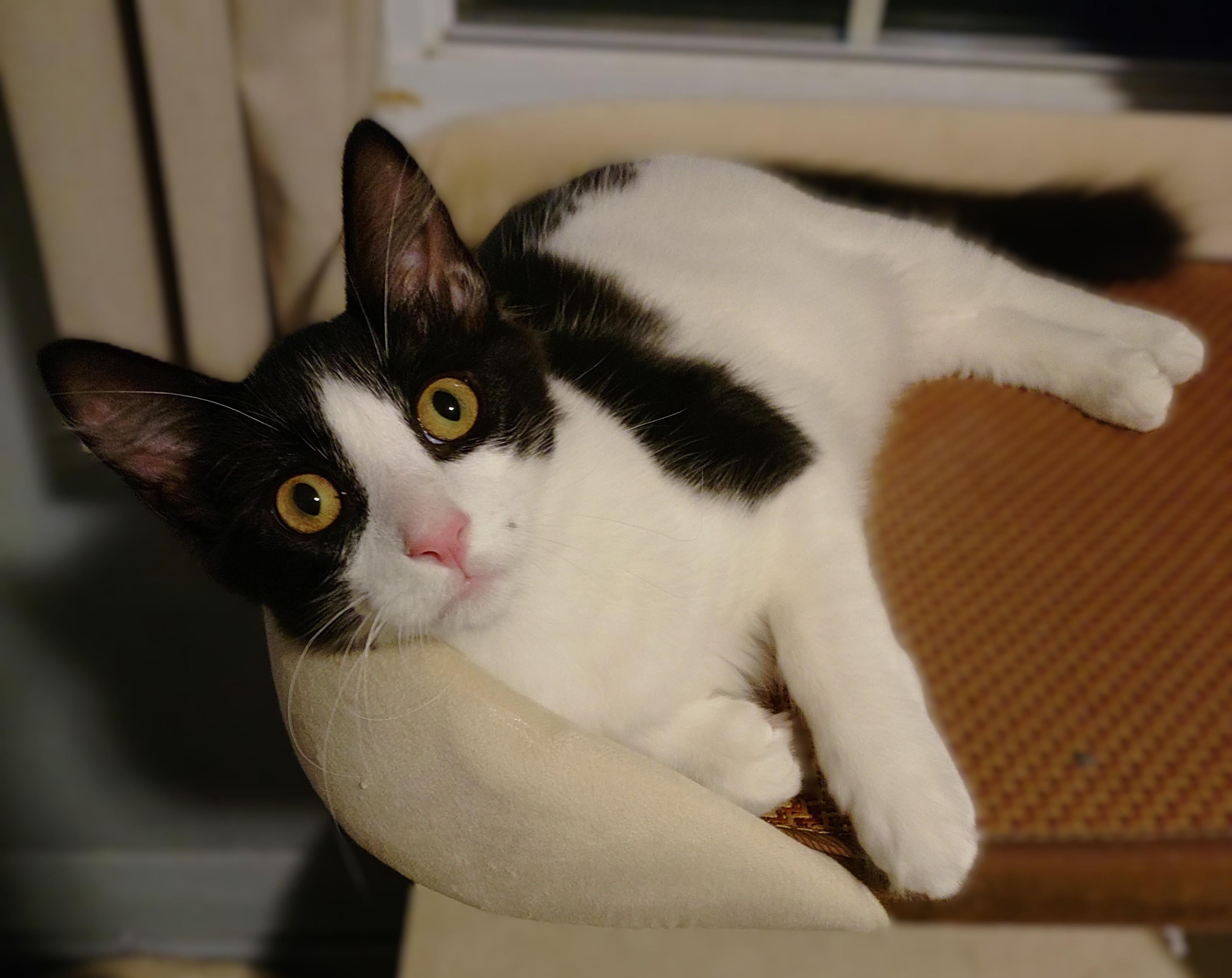 Troli (Lizzie3 Litter), Adoptable, Young Male Domestic Long Hair.