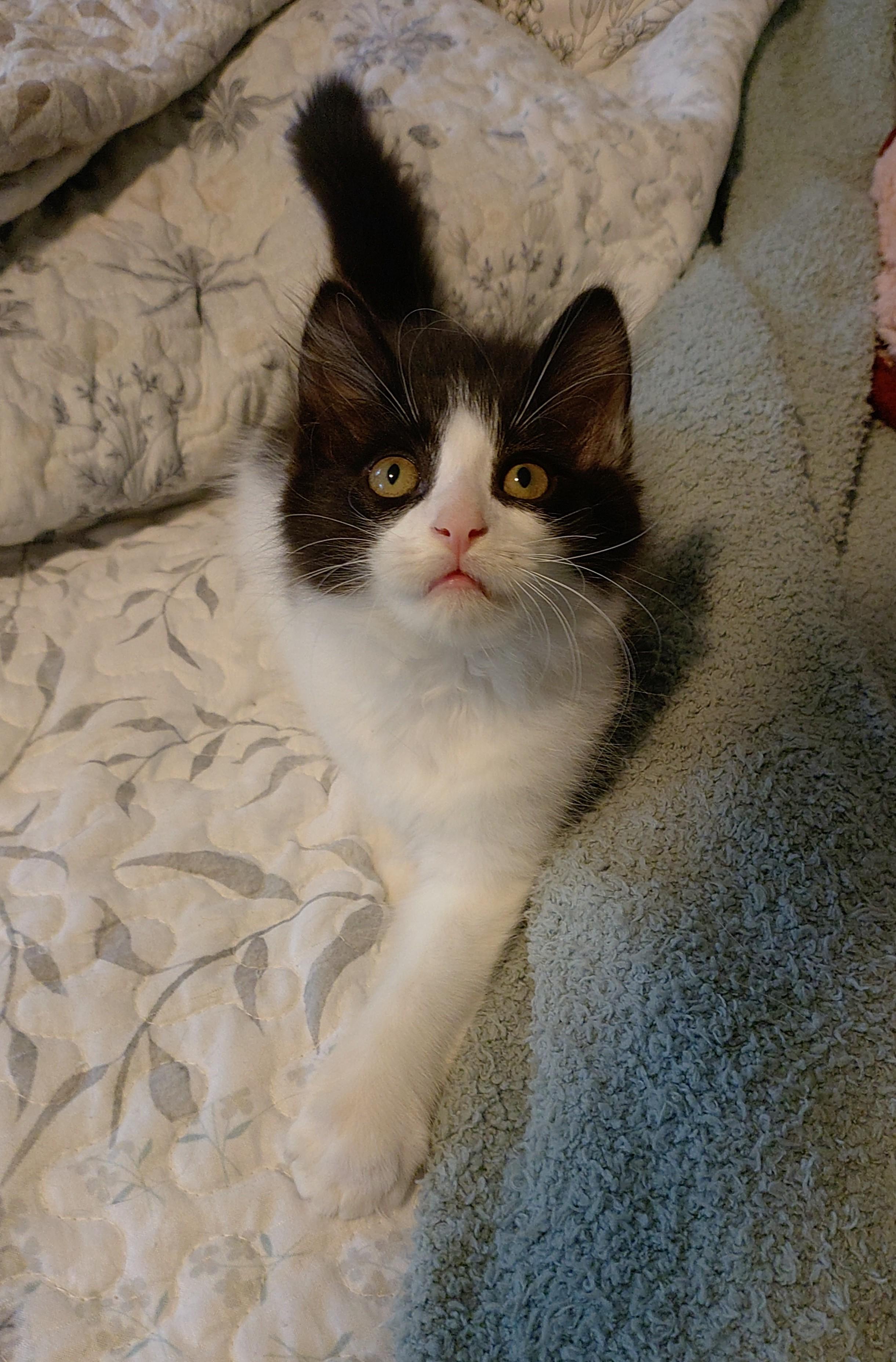 Enlarge Troli (Lizzie3 Litter), a Adoptable mixed breed in Baltimore, MD image 2/5