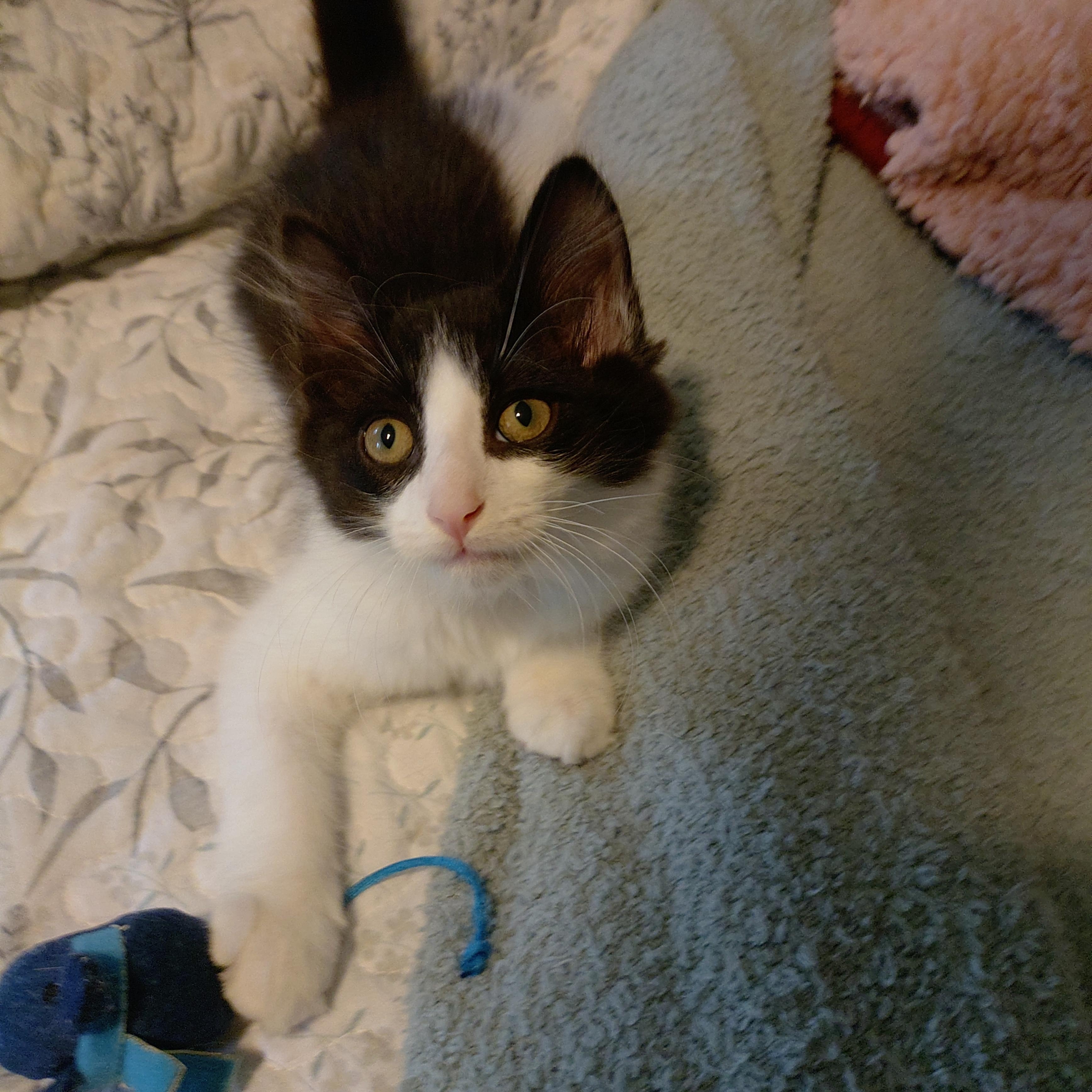 Enlarge Troli (Lizzie3 Litter), a Adoptable mixed breed in Baltimore, MD image 4/5