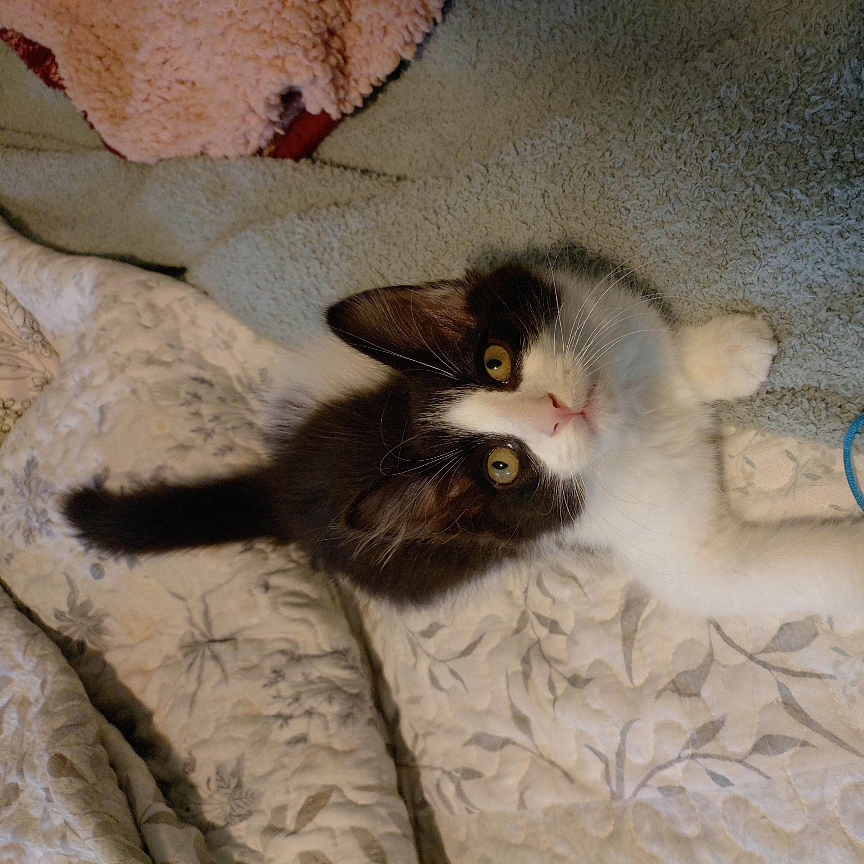 Enlarge Troli (Lizzie3 Litter), a Adoptable mixed breed in Baltimore, MD image 5/5