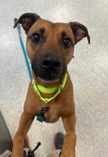 Enlarge Luke, a Adoptable mixed breed in Twinsburg, OH image 1/5