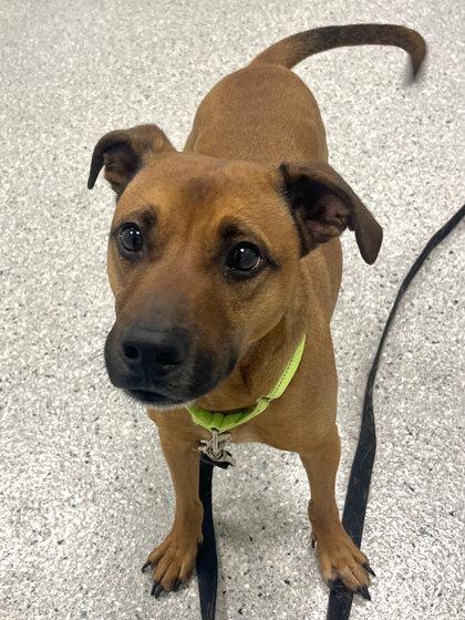 Enlarge Luke, a Adoptable mixed breed in Twinsburg, OH image 2/5