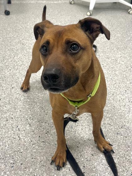 Enlarge Luke, a Adoptable mixed breed in Twinsburg, OH image 3/5