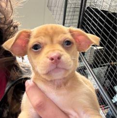 Robert, Adopted, Young Male Chihuahua.
