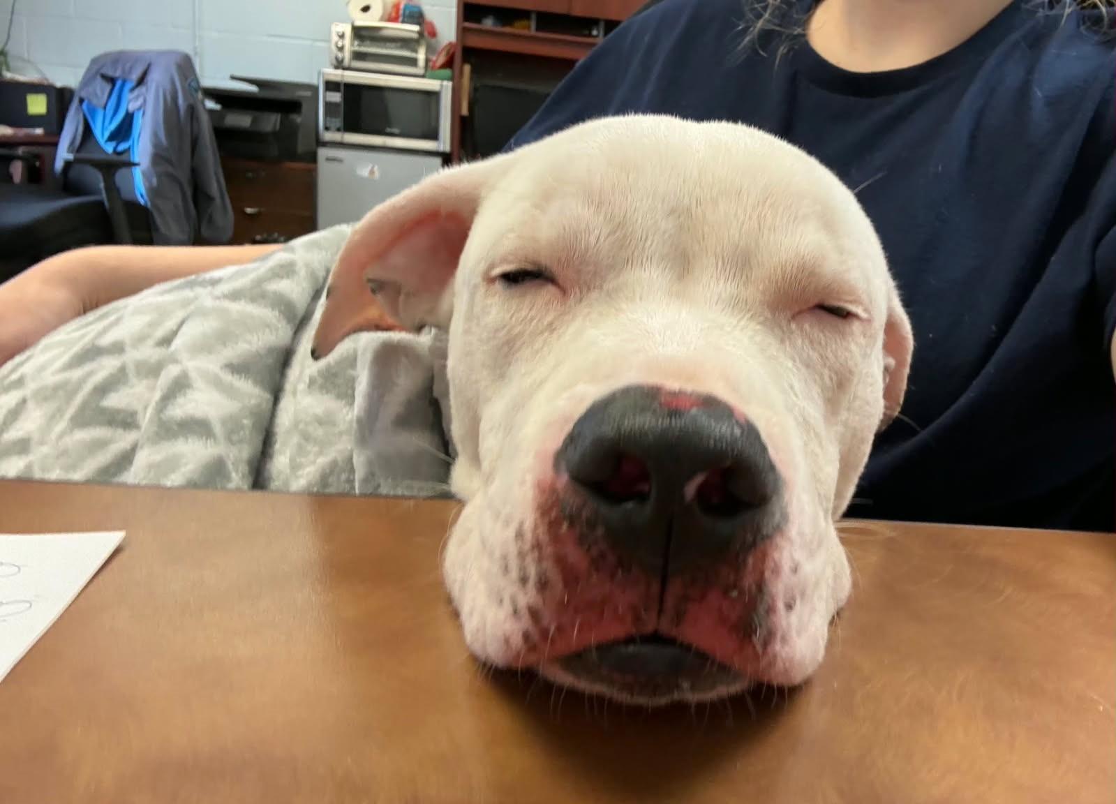 Enlarge Chance, a ADOPTABLE mixed breed in Medina, OH image 4/5