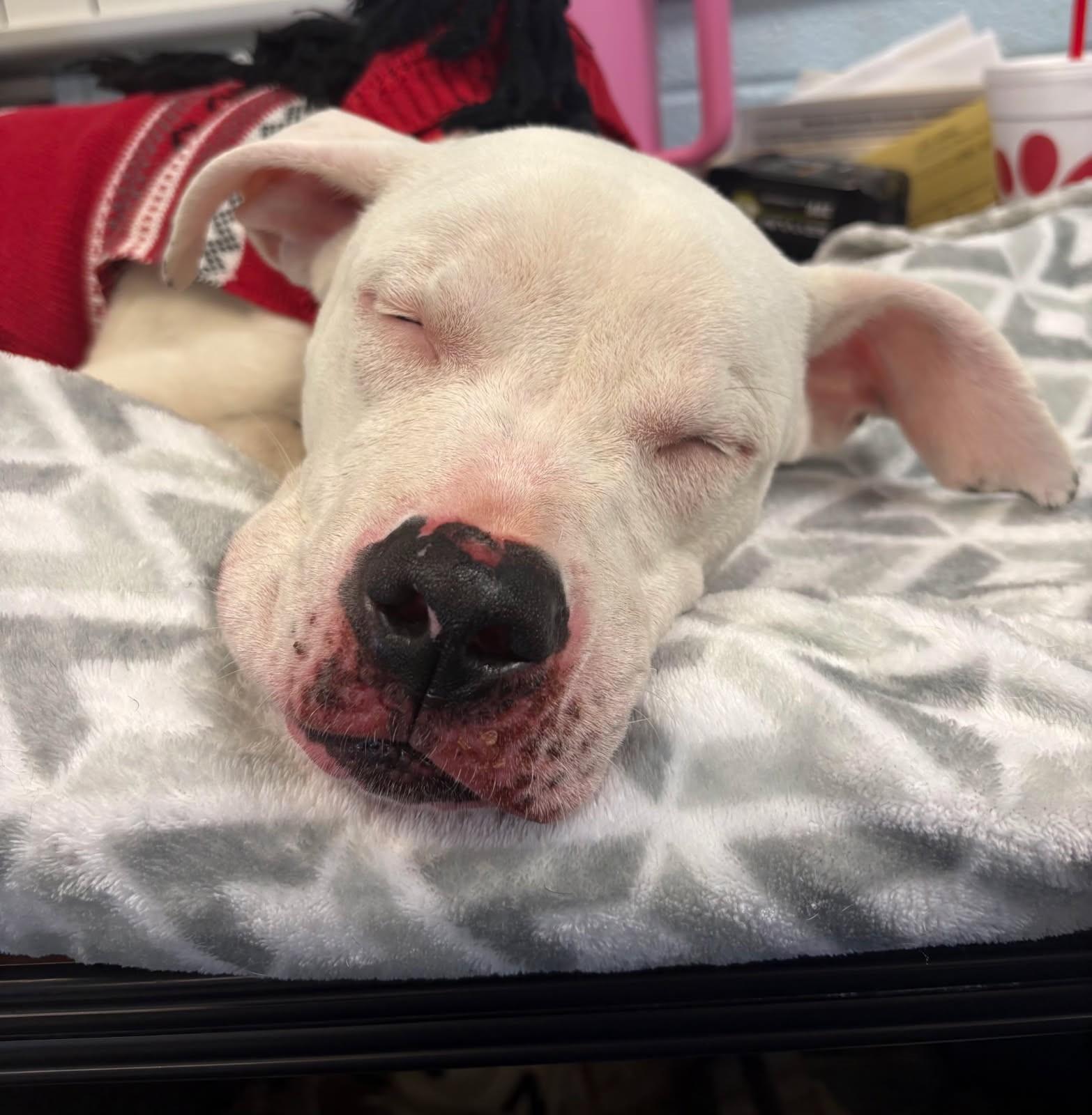 Enlarge Chance, a ADOPTABLE mixed breed in Medina, OH image 3/5