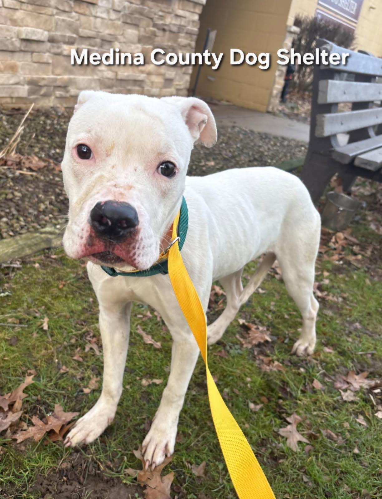 Enlarge Chance, a ADOPTABLE mixed breed in Medina, OH image 5/5