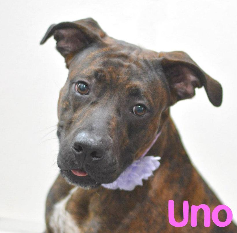 Enlarge Uno, a Adoptable mixed breed in Lake Havasu City, AZ image 1/1