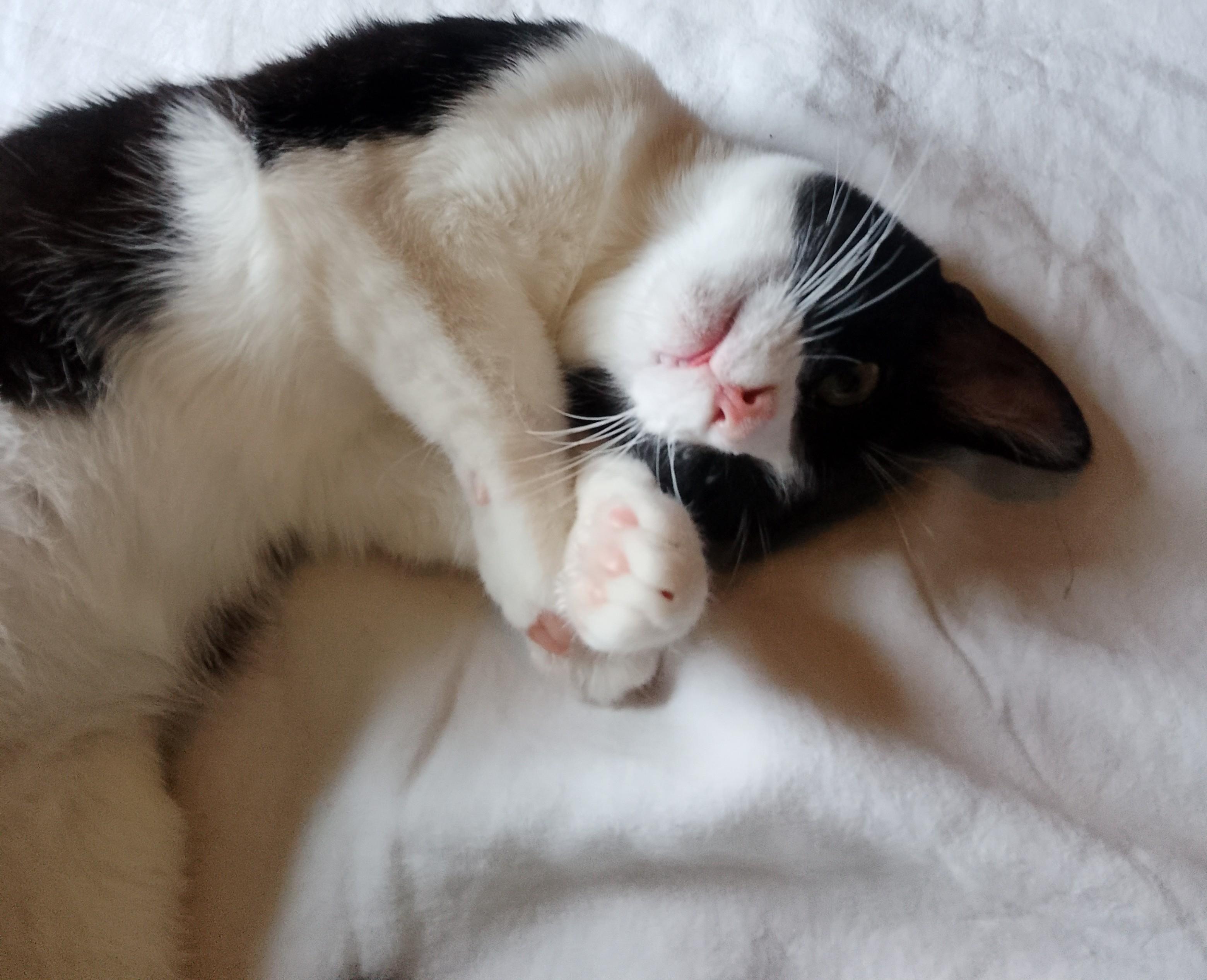 Midge, Adoptable, Young Female Domestic Short Hair.