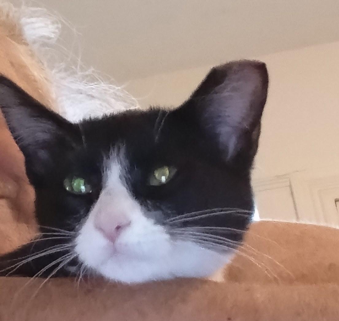 Midge