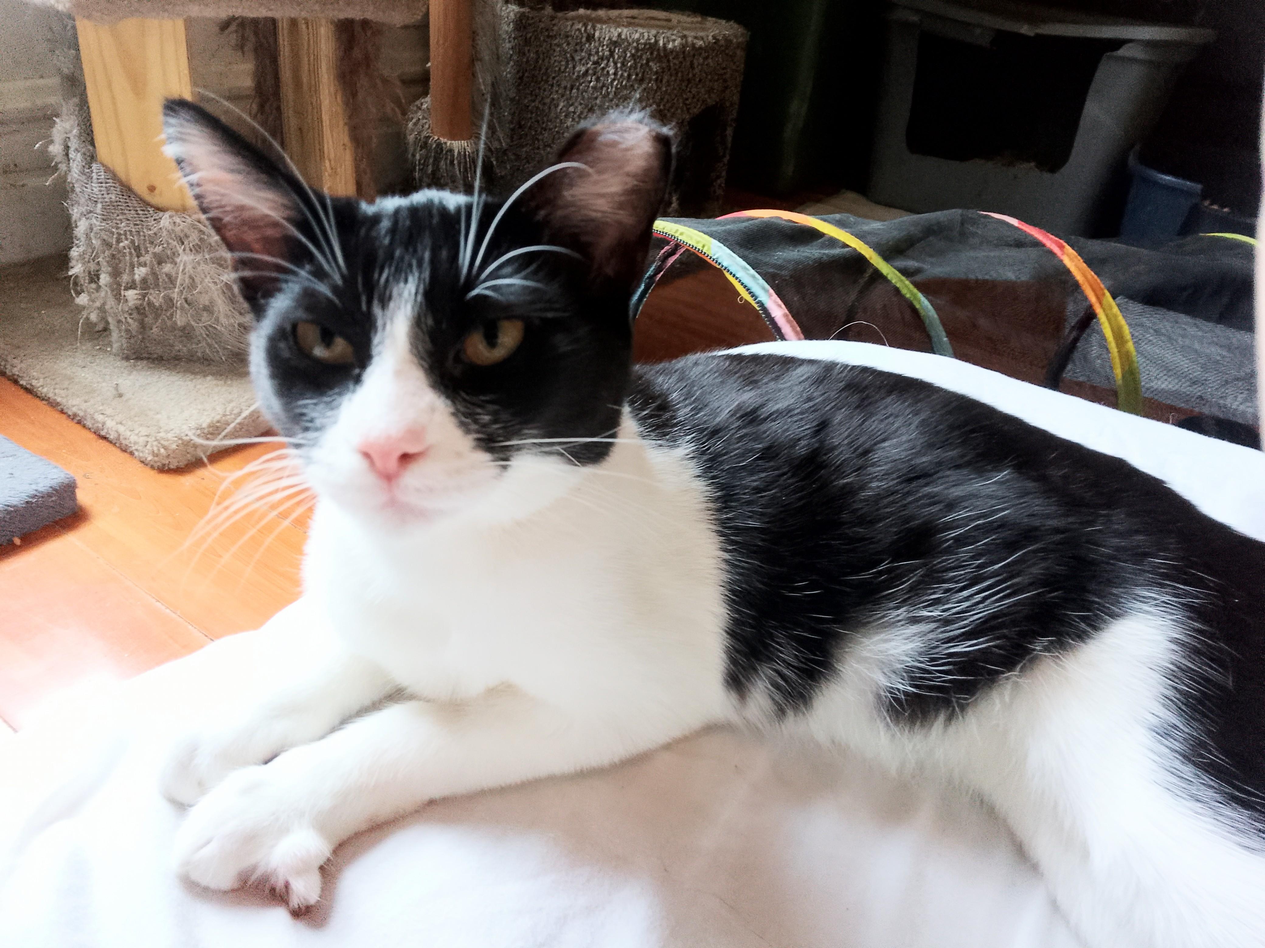 Midge, a Adoptable Domestic Short Hair in Woodland, CA image 2/5