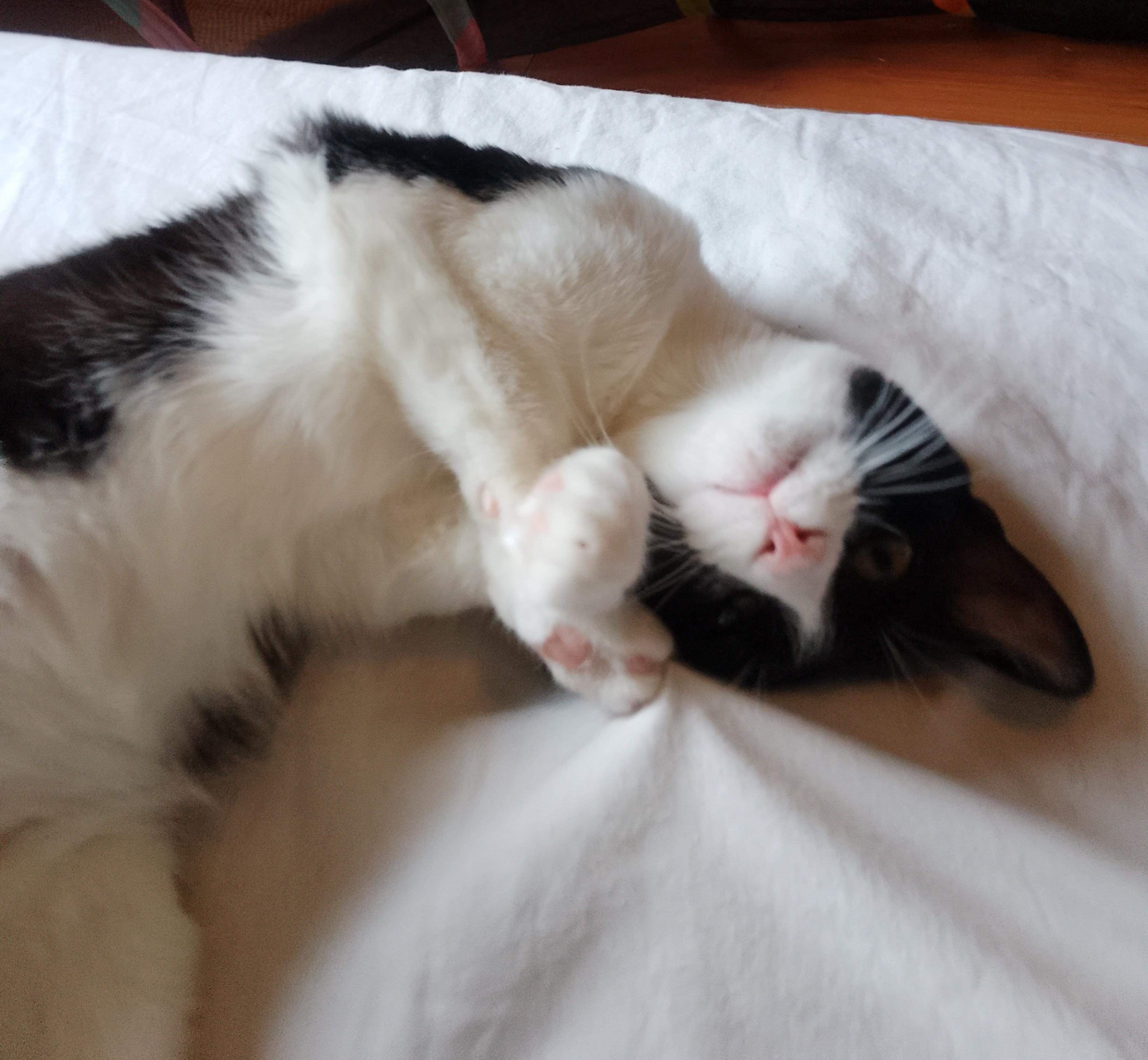 Midge, a Adoptable Domestic Short Hair in Woodland, CA image 3/5